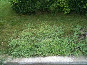 crabgrass removal services