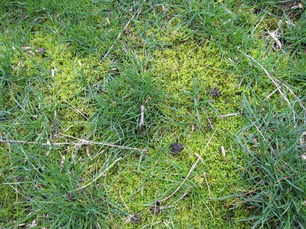 Moss Control | Nutri-Lawn