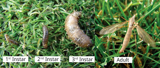 crane_fly_life_cycle