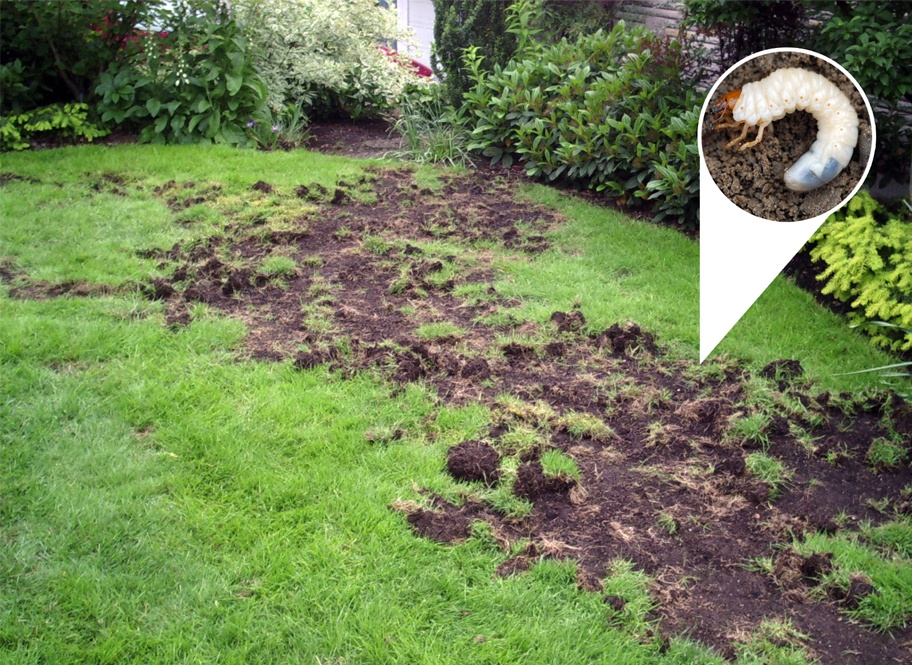 White Grubs | Nutri-Lawn