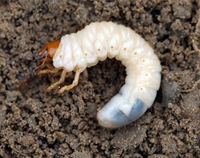 white-grubs.jpg
