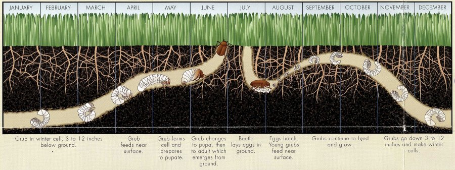 White Grub Control Lawn Services