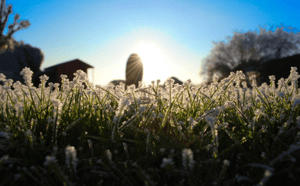 Winter Frost On Lawn