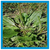 Broadleaf Weeds | Nutri-Lawn