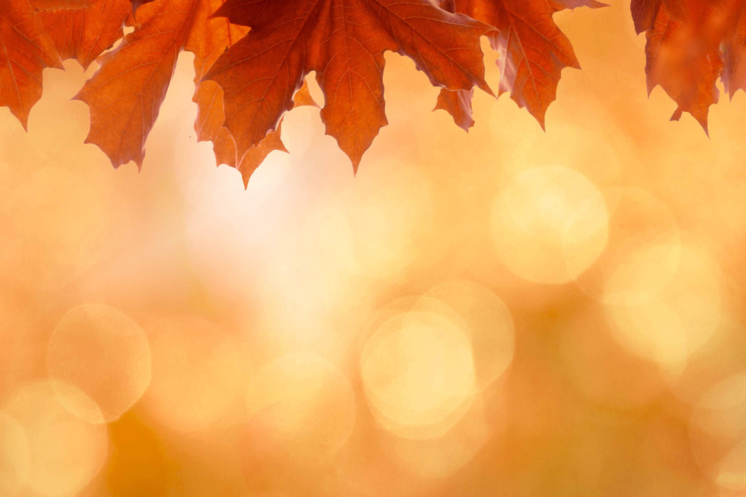 NutriLawn Kitchener Lawn Care Starts with Nutrilawn