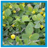 broadleaf weeds nutri lawn broadleaf weeds