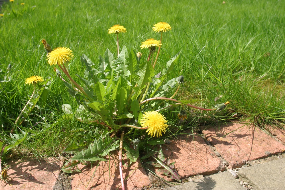 dandelion weed control service