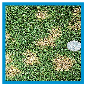 turfgrass dollar diseases disease spot patch