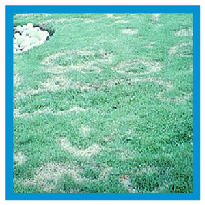 necrotic ring diseases turfgrass spot disease