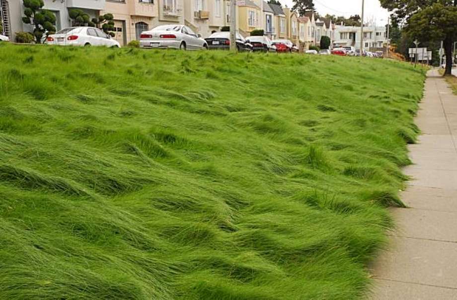 Fine Fescue Grass Type