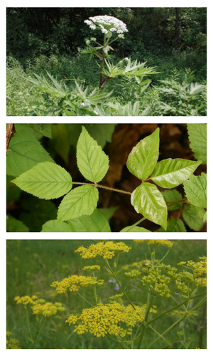 remove poison ivy weeds