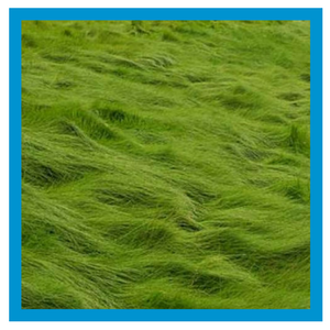 Types of grass store