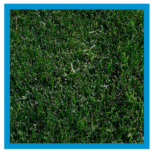grass-type-kentucky-bluegrass.png