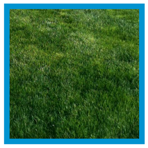 grass-type-perennial-ryegrass.png