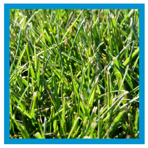 grass-type-tall-fescue.png