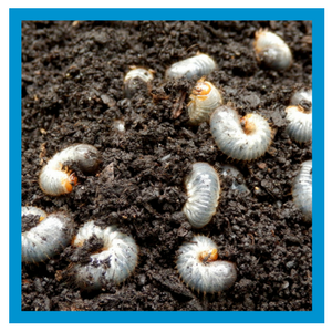 insect-control-white-grubs.png