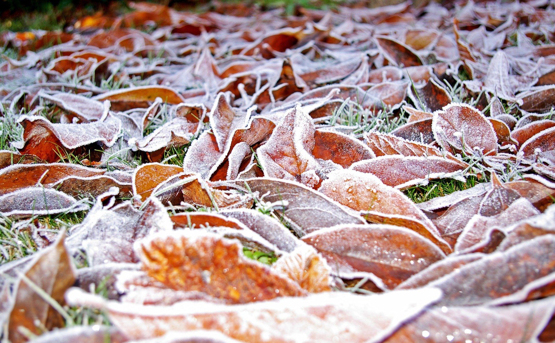 mississauga-fall-winterization