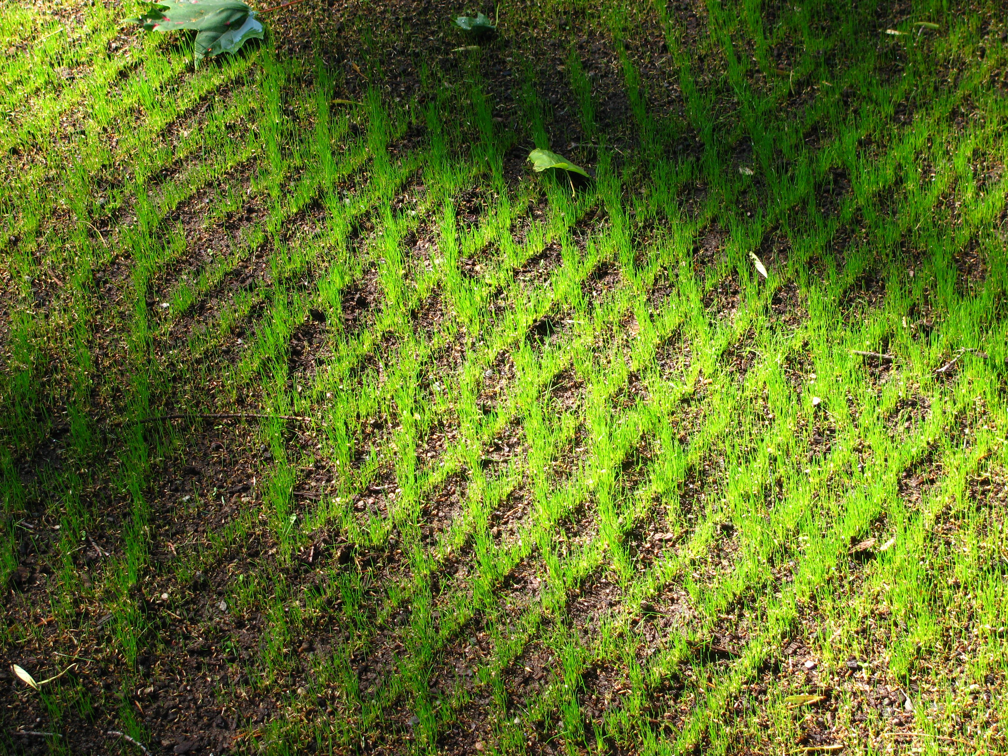 Seeding Nutri Lawn Nutrilawn Seed Eelishment Jpg