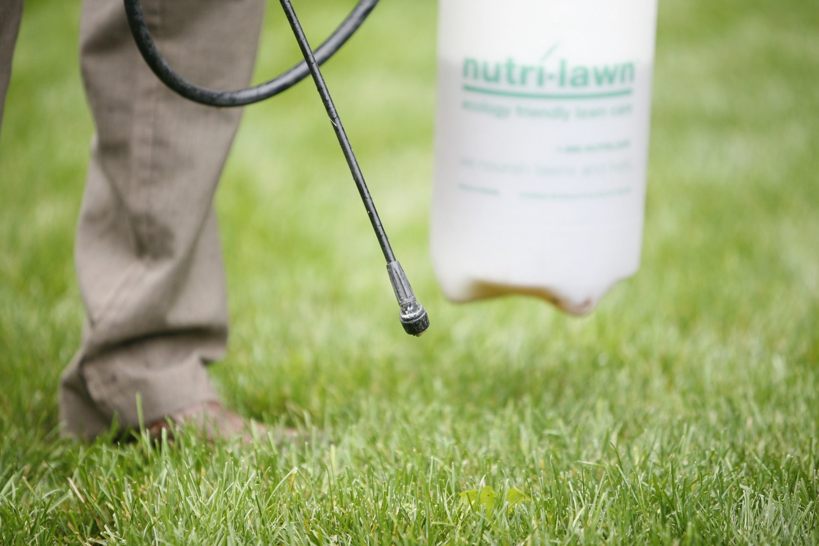 Nutri-Lawn spot weed control service