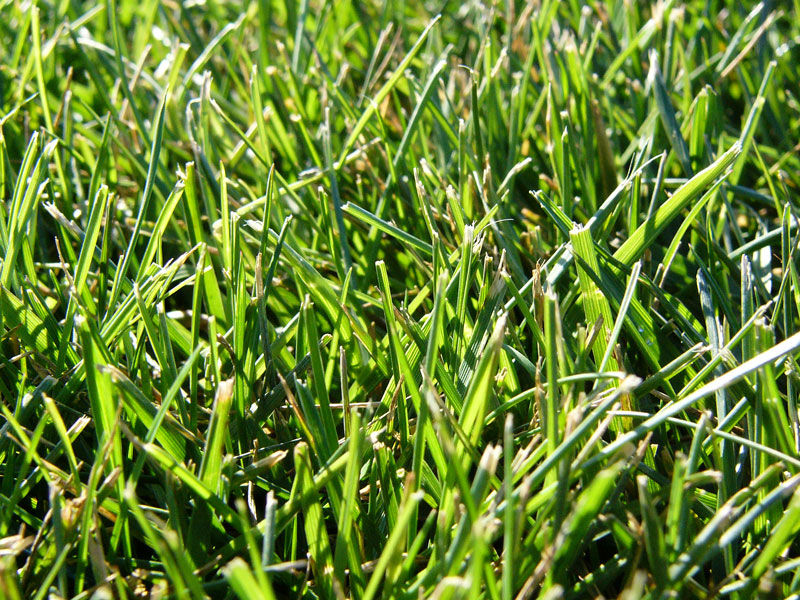 Grass Types Tall Fescue NutriLawn