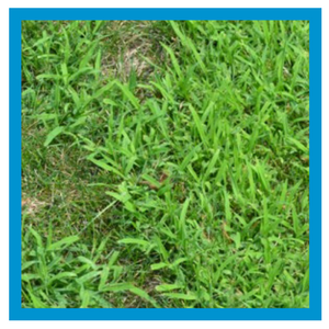 weed-control-crabgrass.png