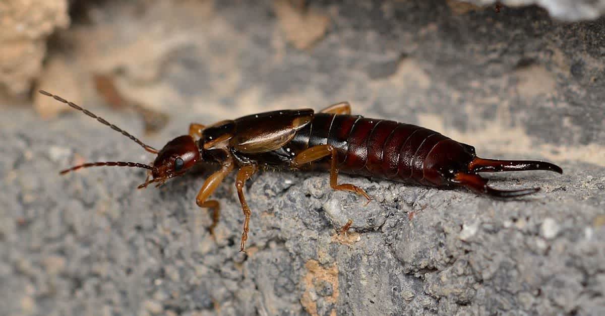 image column 2 widget_1630348043773