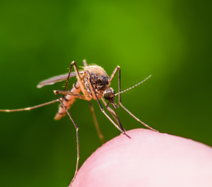 Understanding the Mosquito Lifecycle: A Guide to Prevention