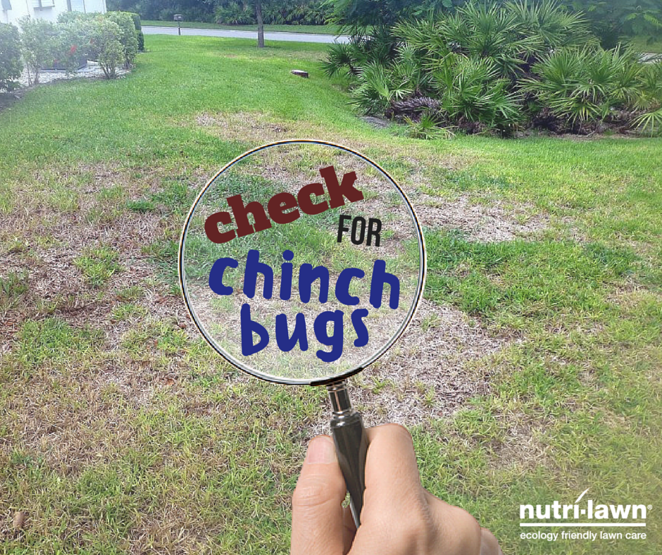 Chinch Bug Check Service