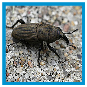 bluegrass billbug lawn insect