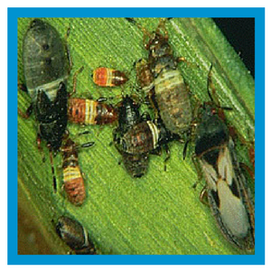 Chinch Bug Lawn Insect