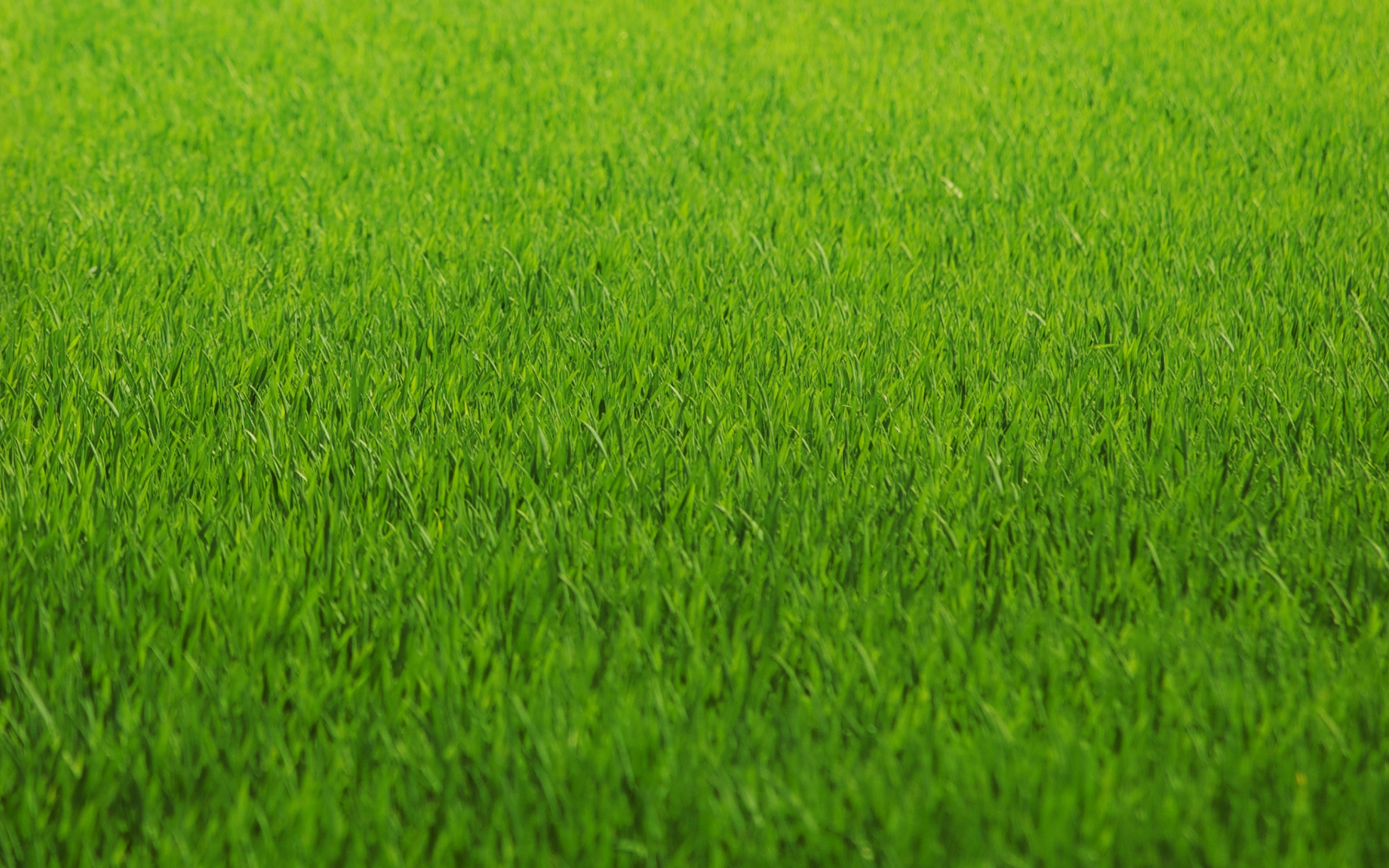 5 august lawn care tips christmas weed