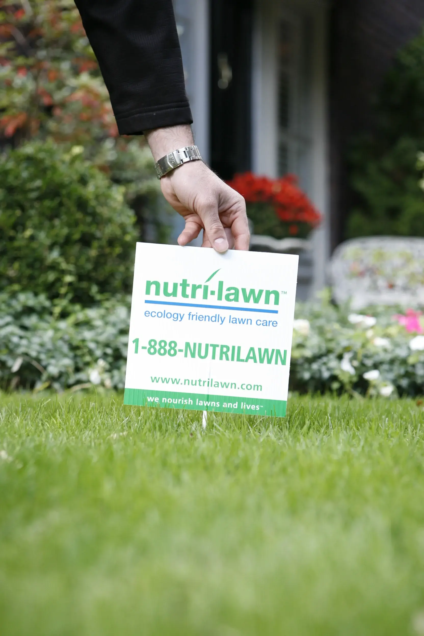 Person's hand with a watch on their wrist placing a Nutri-Lawn sign into their lawn. The sign has Nutri-Lawn's main phone number on it.