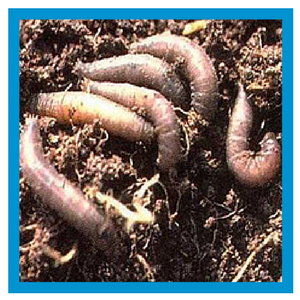 leather jackets lawn insect