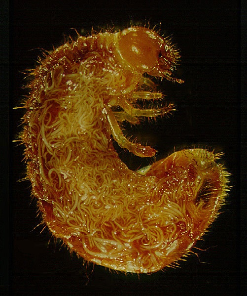Nematode Grub Control Service