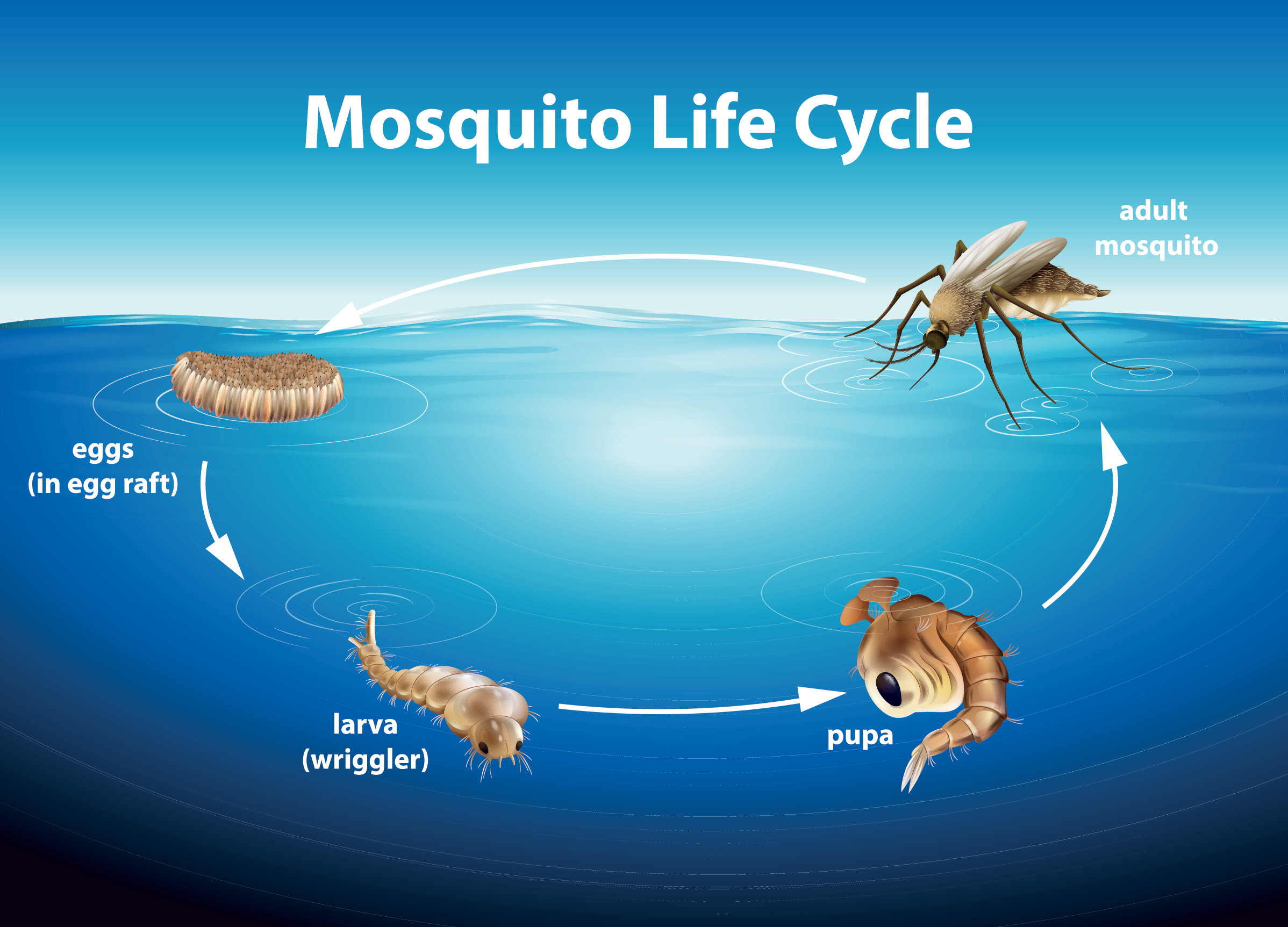 Life Cycle