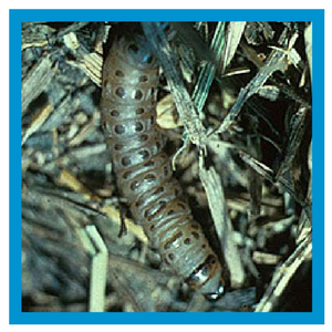 sod webworm lawn insect