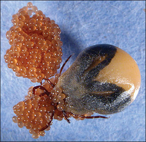 ticks1