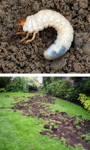 Signs of White Grub Damage