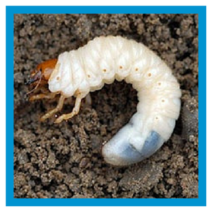 White Grub Lawn Insect
